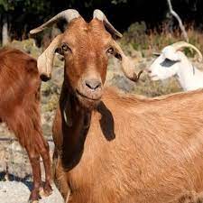Goats