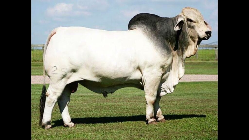 Fattened Cow for Sale – Direct from Farmers – Nigeria Wide - Grabb Livestock