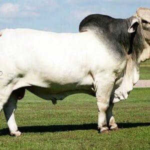 Fattened Cow for Sale – Direct from Farmers – Nigeria Wide - Grabb Livestock