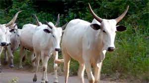 Fattened Cow for Sale – Direct from Farmers – Nigeria Wide - Grabb Livestock