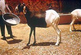 ;  Ram for Sallah Nigeria – Big, Healthy Rams for Eid - Sallah ram for sale in Nigeria –  healthy livestock delivery - Eid ram Abuja - Sallah ram Lagos