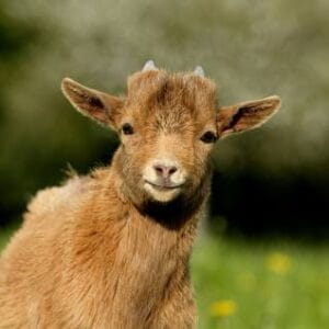 Sokoto Goat – 30kg – Grass-Fed – Grabb Livestock Nigeria