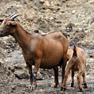 West African Dwarf Goat