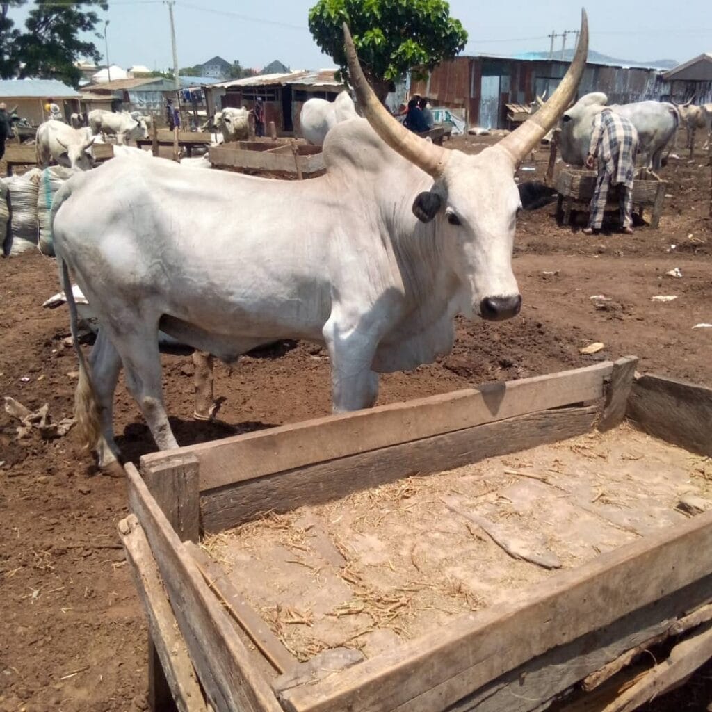 Fattened Cow for Sale – Direct from Farmers – Nigeria Wide - Grabb Livestock