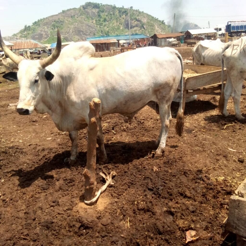 Fattened Cow for Sale – Direct from Farmers – Nigeria Wide - Grabb Livestock