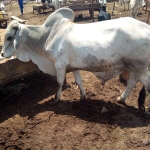 Fattened Cow for Sale – Direct from Farmers – Nigeria Wide - Grabb Livestock