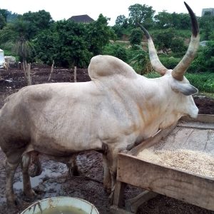 Extra Large White Fulani Bull