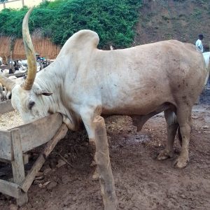 Extra Large White Fulani Bull