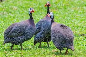 Guinea Fowl