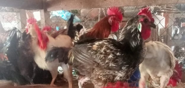 Zakari chicken Saller