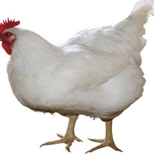 Broiler Chicken
