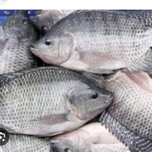 Tilapia