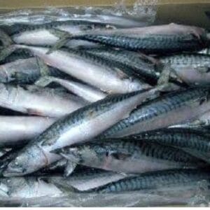 Titus (Mackerel) fish