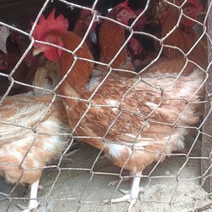 Extra Large Agric chicken