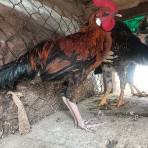 Medium Local suya chicken