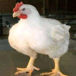 Extra Large Agric Chicken