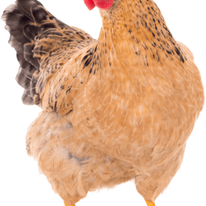Live chicken for sale – Grabb Livestock - Fresh Chicken in Nigeria