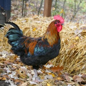 Live chicken for sale – Grabb Livestock - Fresh Chicken in Nigeria