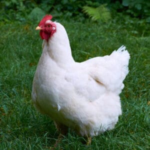 Live chicken for sale – Grabb Livestock - Fresh Chicken in Nigeria