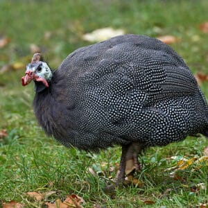 Live guinea fowl for sale – Grabb Livestock - Fresh Guinea Fowl in Nigeria
