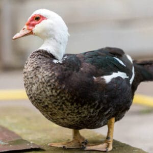 duck Nigeria - buy duck - duck for events - Grabb livestock
