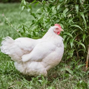 Live chicken for sale – Grabb Livestock - Fresh Chicken in Nigeria
