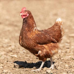 Live chicken for sale – Grabb Livestock - Fresh Chicken in Nigeria