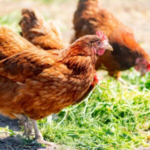 Live chicken for sale – Grabb Livestock - Fresh Chicken in Nigeria