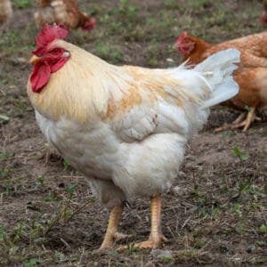 Live chicken for sale – Grabb Livestock - Fresh Chicken in Nigeria
