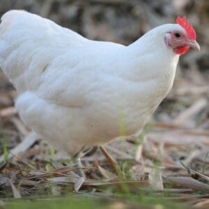 Live chicken for sale – Grabb Livestock - Fresh Chicken in Nigeria