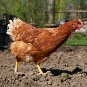 Live chicken for sale – Grabb Livestock - Fresh Chicken in Nigeria