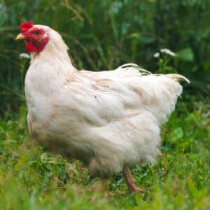 Live chicken for sale – Grabb Livestock - Fresh Chicken in Nigeria