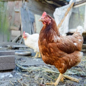 Big chicken old layers