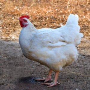 Live chicken for sale – Grabb Livestock - Fresh Chicken in Nigeria