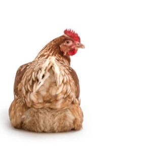 Live chicken for sale – Grabb Livestock - Fresh Chicken in Nigeria