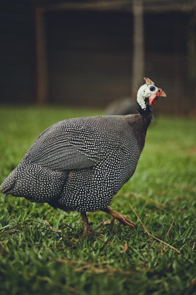 Live guinea fowl for sale – Grabb Livestock - Fresh Guinea Fowl in Nigeria