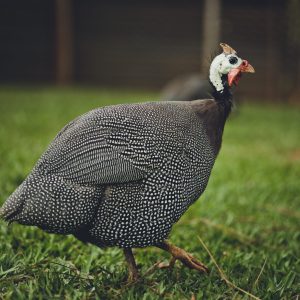 Live guinea fowl for sale – Grabb Livestock - Fresh Guinea Fowl in Nigeria