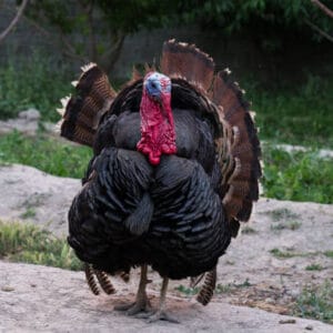 turkey Nigeria - buy turkey - festive turkey - Christmas turkey - turkey for events