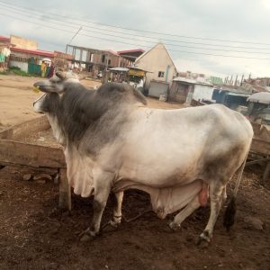 Extra Large Bokologi Bull
