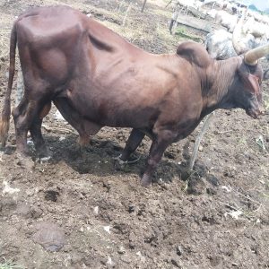 Extra Large Red Bororo Bull