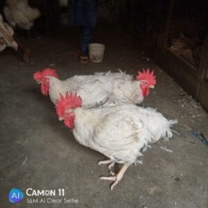 Extra Large Agric Chicken