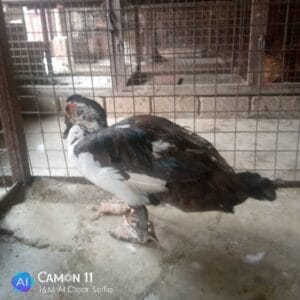 duck Nigeria - buy duck - duck for events - grabb livestock