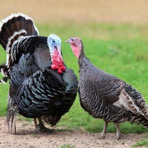 Local Turkey