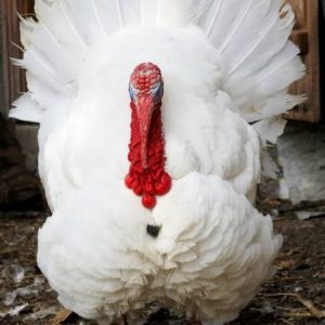 Foreign Turkey