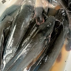 Extra Large Catfish