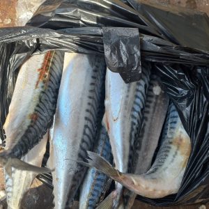 Titus  (Mackerel) fish