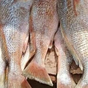 Frozen  Croacker
