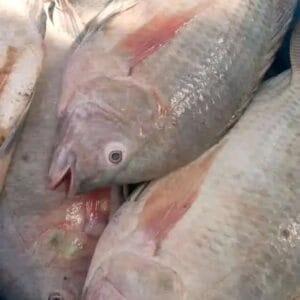 Tilapia Fish