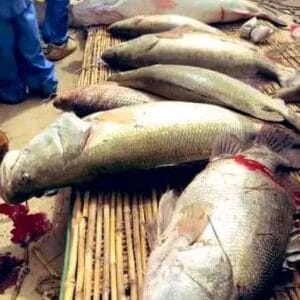 Fresh Giwan ruwa Fish per kg