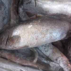 Frozen Giwa-ruwa Fish per kg